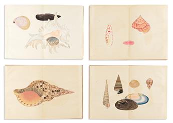 (JAPAN -- CONCHOLOGY.) Hirase Yoichiro. Kai Senshu (The Illustrations of a Thousand Shells).